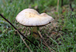 One of many mushrooms on the top bank