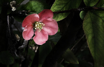 Ташкент. Цветение японской айвы. Tashkent. Flowering of Japanese quince.