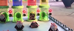 011-01 les animaux de Zootopie