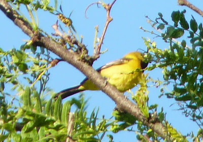 young male Orchard Oriole