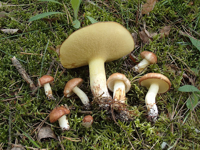 Grzyby wiosenne,grzyby w czerwcu, grzyby na Mazurach, gatunki maślaków, maślak ziarnisty Suillus granulatus, polówka popękana Agrocybe dura, stułka piaskowa Coltricia perennis, poziomki leśne, pierwsze poziomki