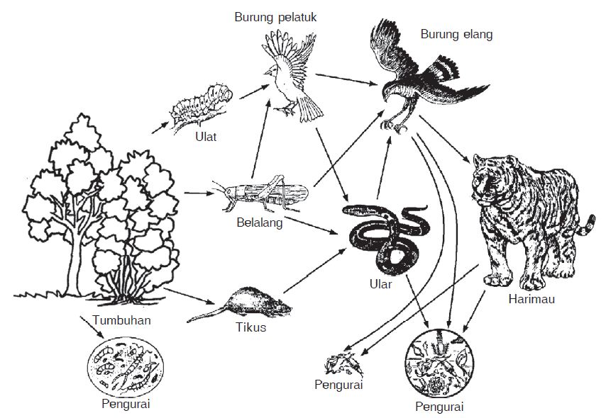 Pengertian serta Contoh Rantai Makanan dan Jaring-jaring 
