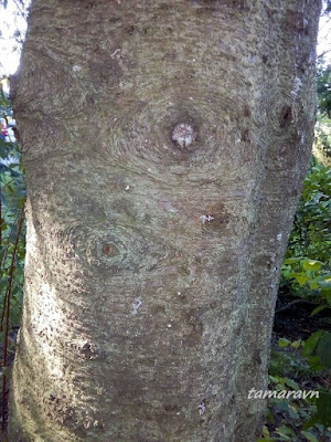 Пихта белокорая / Пихта почкочешуйная (Abies nephrolepis)