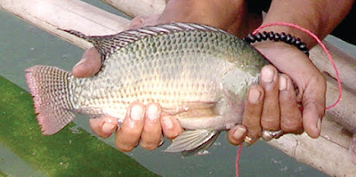 umpan ikan nila jitu