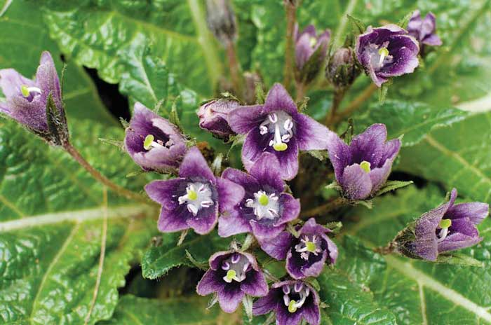 Mandrake Plant