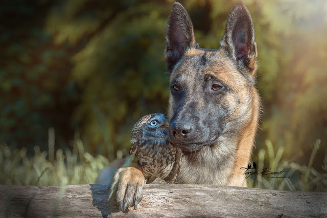 Tiny Owl Adopts Belgian Shepherd, And Now They’re The Best Of Friends! [Photos]