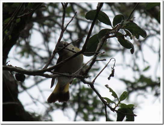 2017-05-05 Florida, Stuart - American Redstart Bird (19)