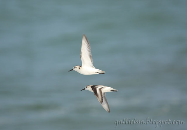 Sanderlings