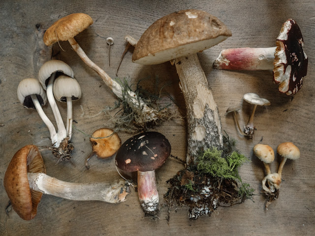 how to grow psychedelic mushrooms