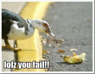 Funny Duck pictures 