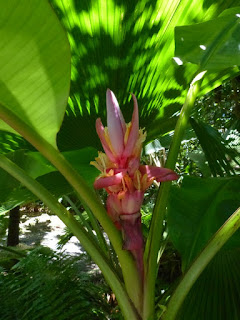 Bananier décoratif de la Réunion - Musa sp.