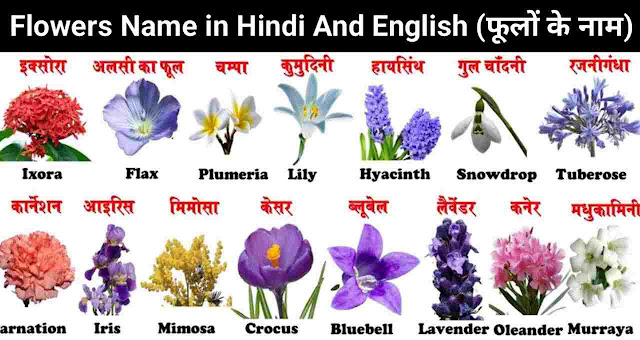 Flowers Name in Hindi And English
