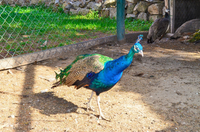 Peacock Bird in Church Saint Nikola in Prilep