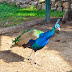 Peacock Bird - symbol of resurrection, renewal and immortality