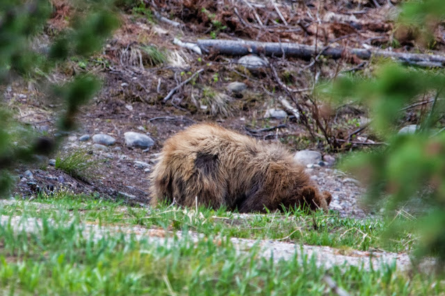 Bear in Grand Tetons National Park