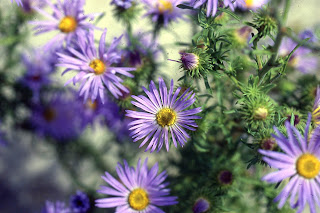 asters