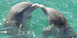 Zdjęcie delfinów