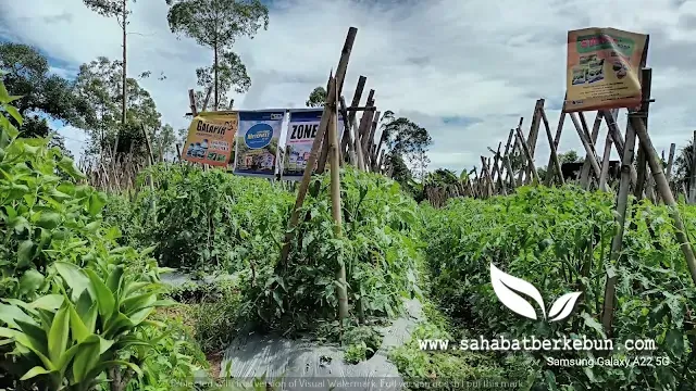 Bertani atau Berkebun Dari Sudut Pandang Agama Islam