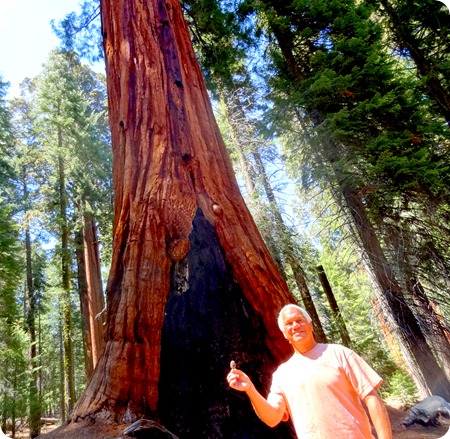 little acron big tree