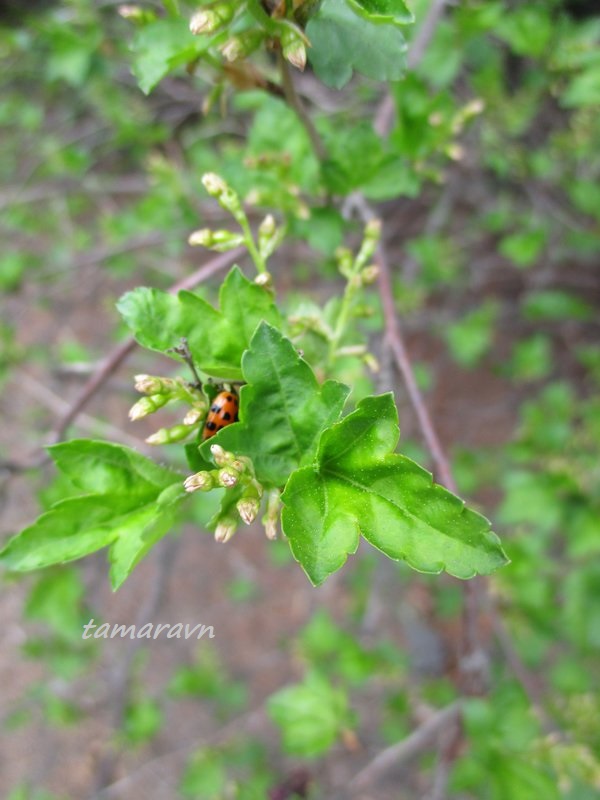 Смородина Комарова (Ribes komarovii)