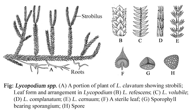 Lycopodium Sporophyte Structure