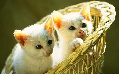 cuty-white-cat-kittens