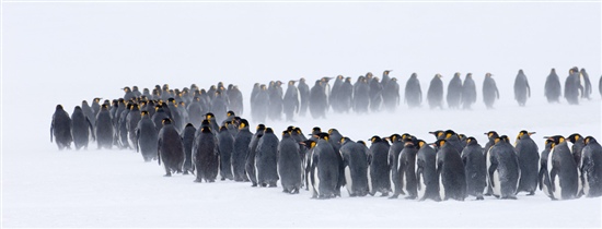 Penguins queuing in the snow