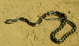 Common krait snake, শাঁখামুঠি বা পাতি কাল কেউটে