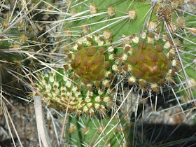 Prickly pear nopals with spine work Prickly pear pads and spines