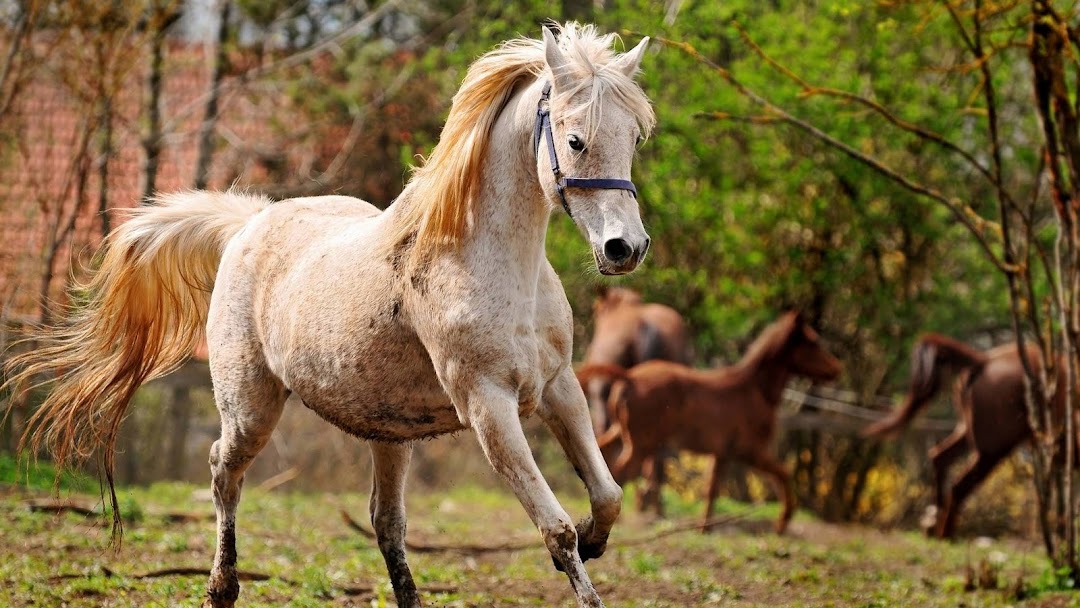 White Horse Running hd wallpaper