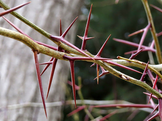 Honey locust, gleditsia triacanthos, Fortezza Nuova, Livorno