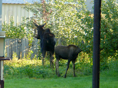 Resident moose