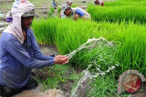  Batan ubah nuklir menjadi pangan