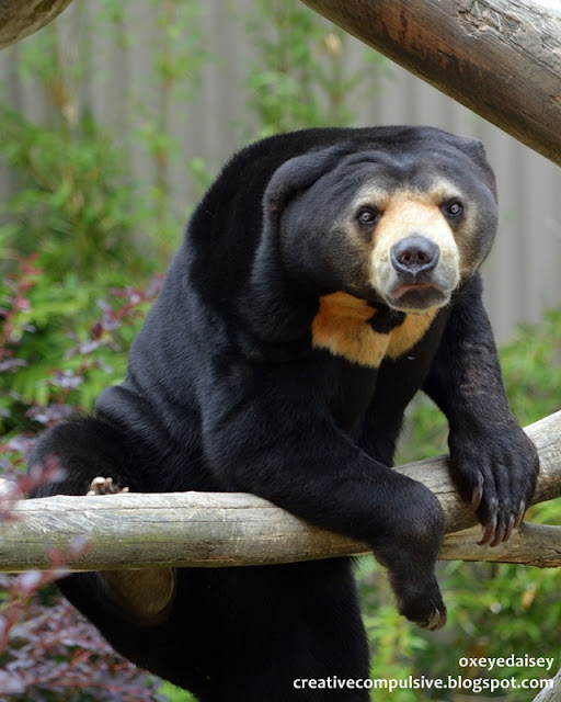 sun bear