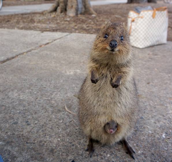 Quokka family - familia Quokka