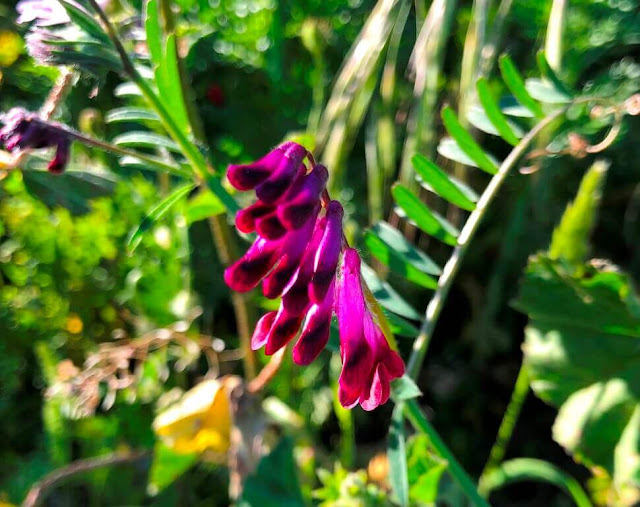 Evilhaca-vermelha (Vicia benghalensis)