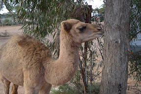 Camel.Kz7z0uoTcthg.jpg