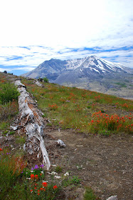 Mount St. Helens recovery