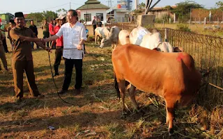 Cirebon Power Berbagi Hewan Kurban