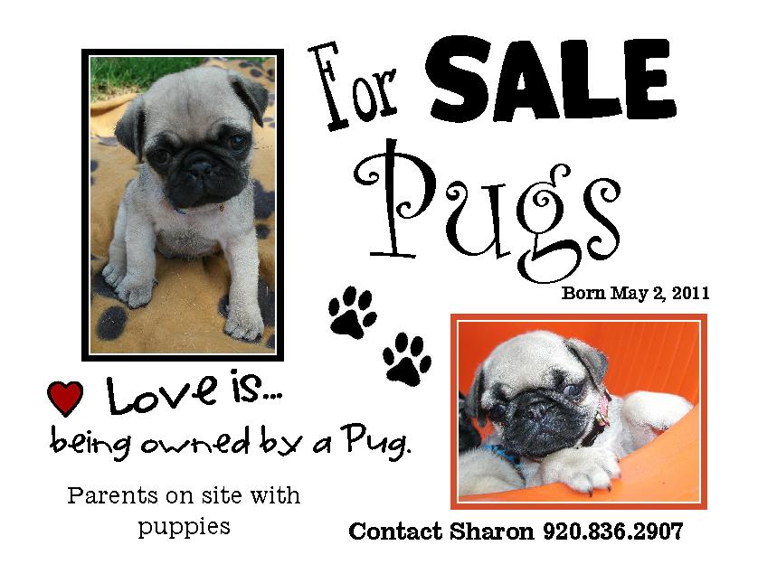 Pug Puppies For Sale In Ct. Pug Puppies FOR SALE