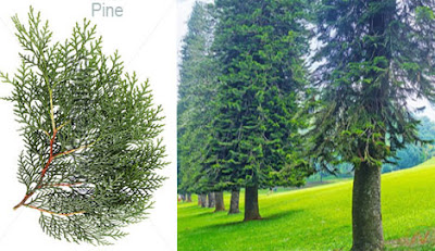 pine tree