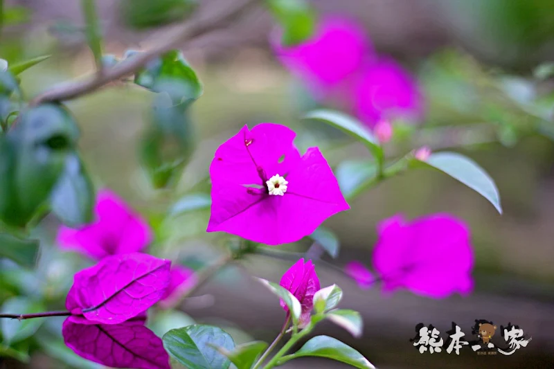 苗栗三義龍騰村百年大院古厝｜焉美術行館｜老屋重生傳統與現代的融合