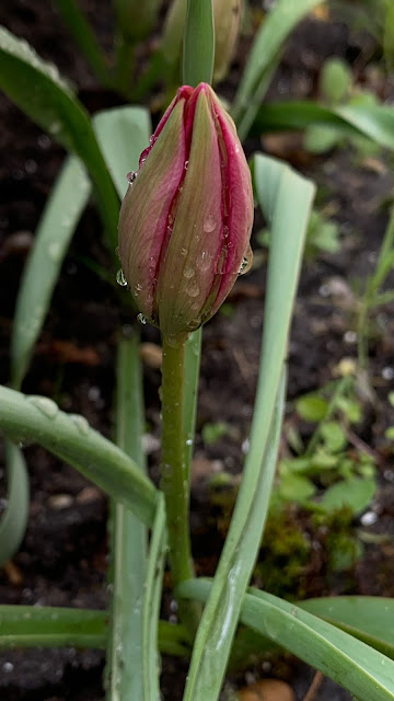 tulp in regen