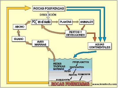 diagrama del ciclo del fósforo