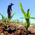  Prefeitura de Pirpirituba e Emater preparam programação especial para comemorar o “Dia do Agricultor”