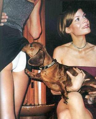 dog,funny dog, funny dog pictures, dog sniffing a woman's butt, funny dog photos
