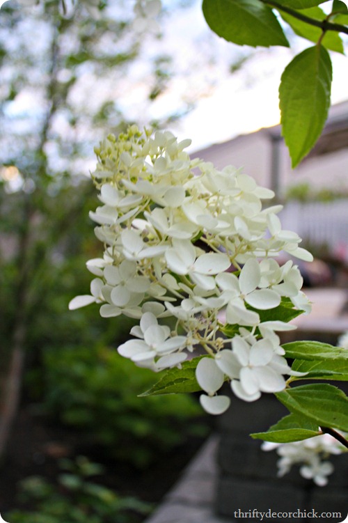 pee gee hydrangea bloom pee gee hydrangea bloom
