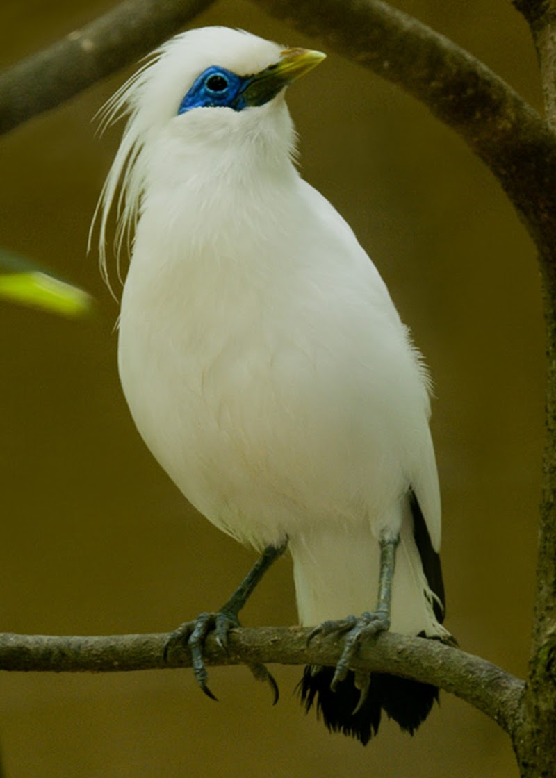 Populer 31+ Burung Jalak