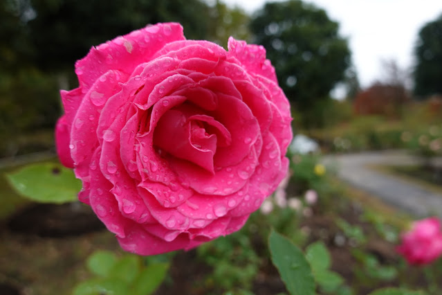 鳥取県西伯郡南部町鶴田　とっとり花回廊　薔薇の園