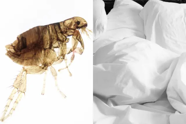 how-long-can-fleas-live-in-bed